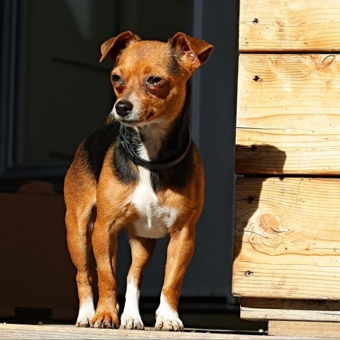 Jazzy, an adoptable Chihuahua, Jack Russell Terrier in Calgary, AB, T3C 1W4 | Photo Image 3