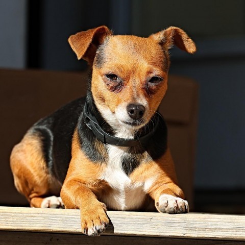 Jazzy, an adoptable Chihuahua, Jack Russell Terrier in Calgary, AB, T3C 1W4 | Photo Image 4