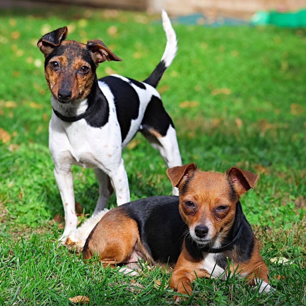 Jazzy, an adoptable Chihuahua, Jack Russell Terrier in Calgary, AB, T3C 1W4 | Photo Image 4