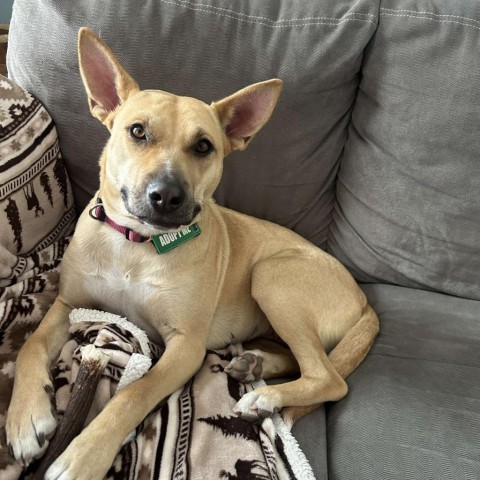 Junie, an adoptable Labrador Retriever, German Shepherd Dog in Calgary, AB, T3C 1W4 | Photo Image 1