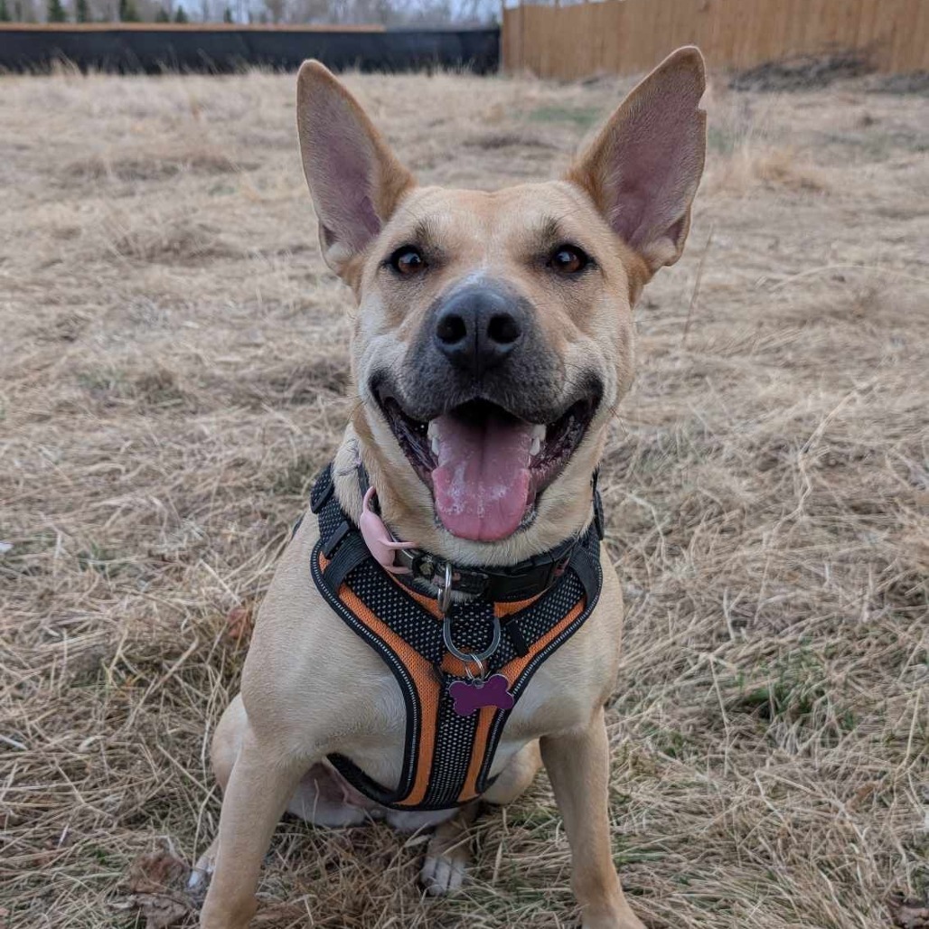 Junie, an adoptable Cattle Dog, Mixed Breed in Calgary, AB, T3C 1W4 | Photo Image 1