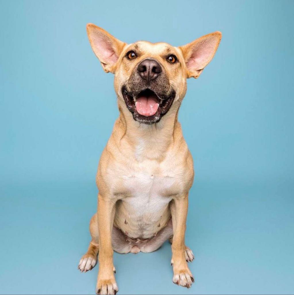 Junie, an adoptable Cattle Dog, Mixed Breed in Calgary, AB, T3C 1W4 | Photo Image 2