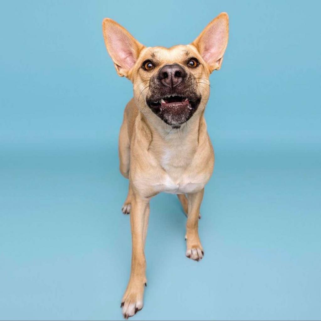 Junie, an adoptable Cattle Dog, Mixed Breed in Calgary, AB, T3C 1W4 | Photo Image 3