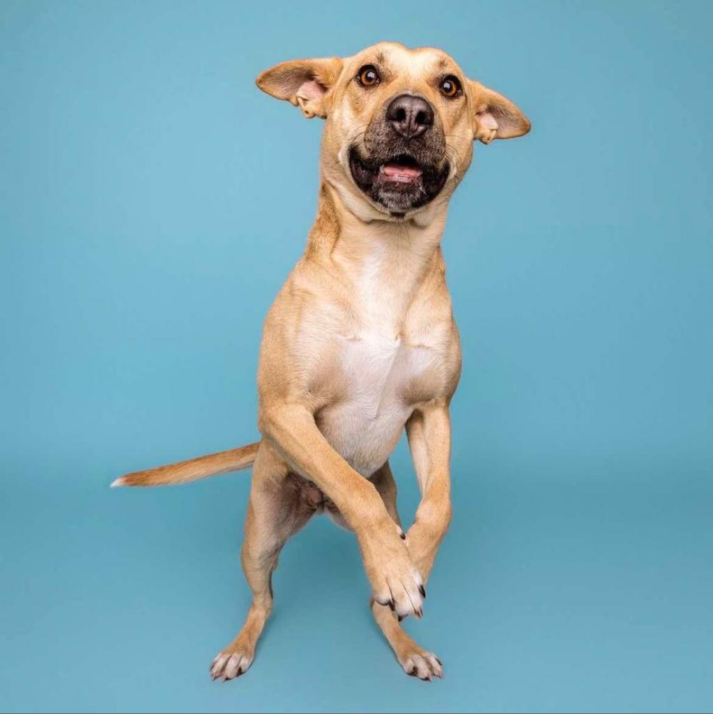 Junie, an adoptable Cattle Dog, Mixed Breed in Calgary, AB, T3C 1W4 | Photo Image 4