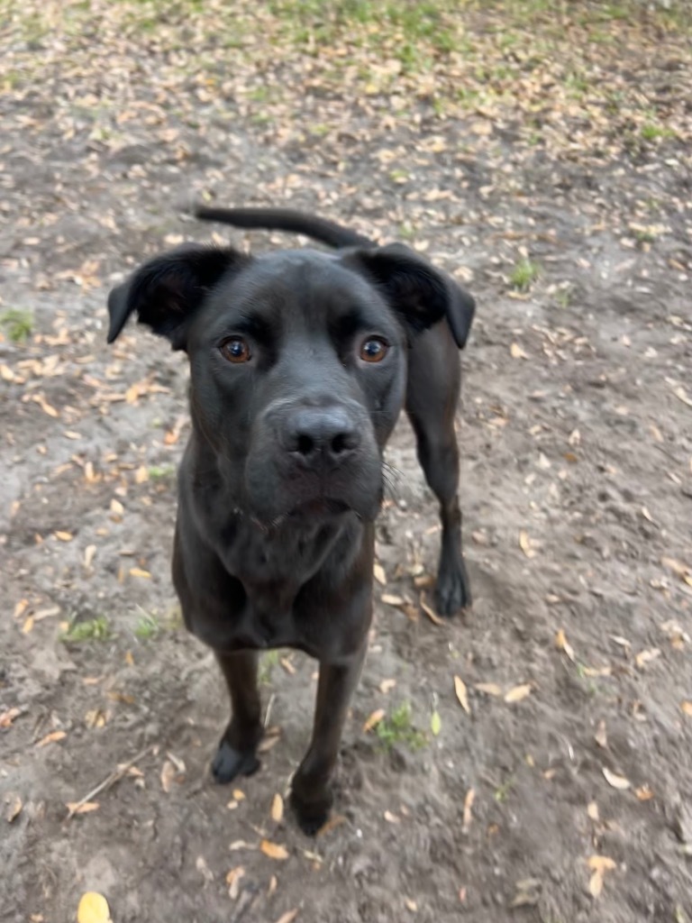 Coco