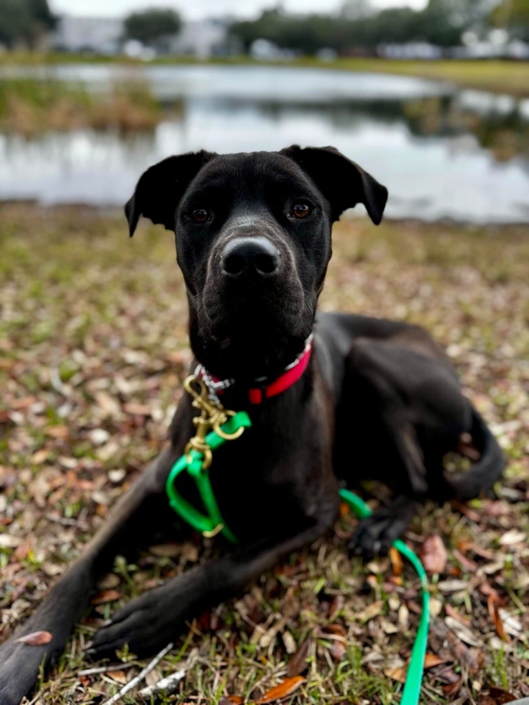 Coco