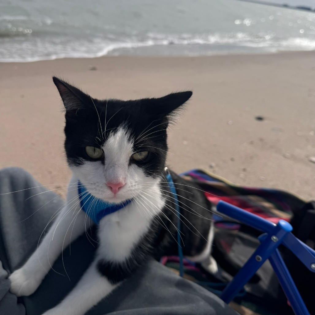 Bo, an adoptable Domestic Short Hair in Corpus Christi, TX, 78415 | Photo Image 1