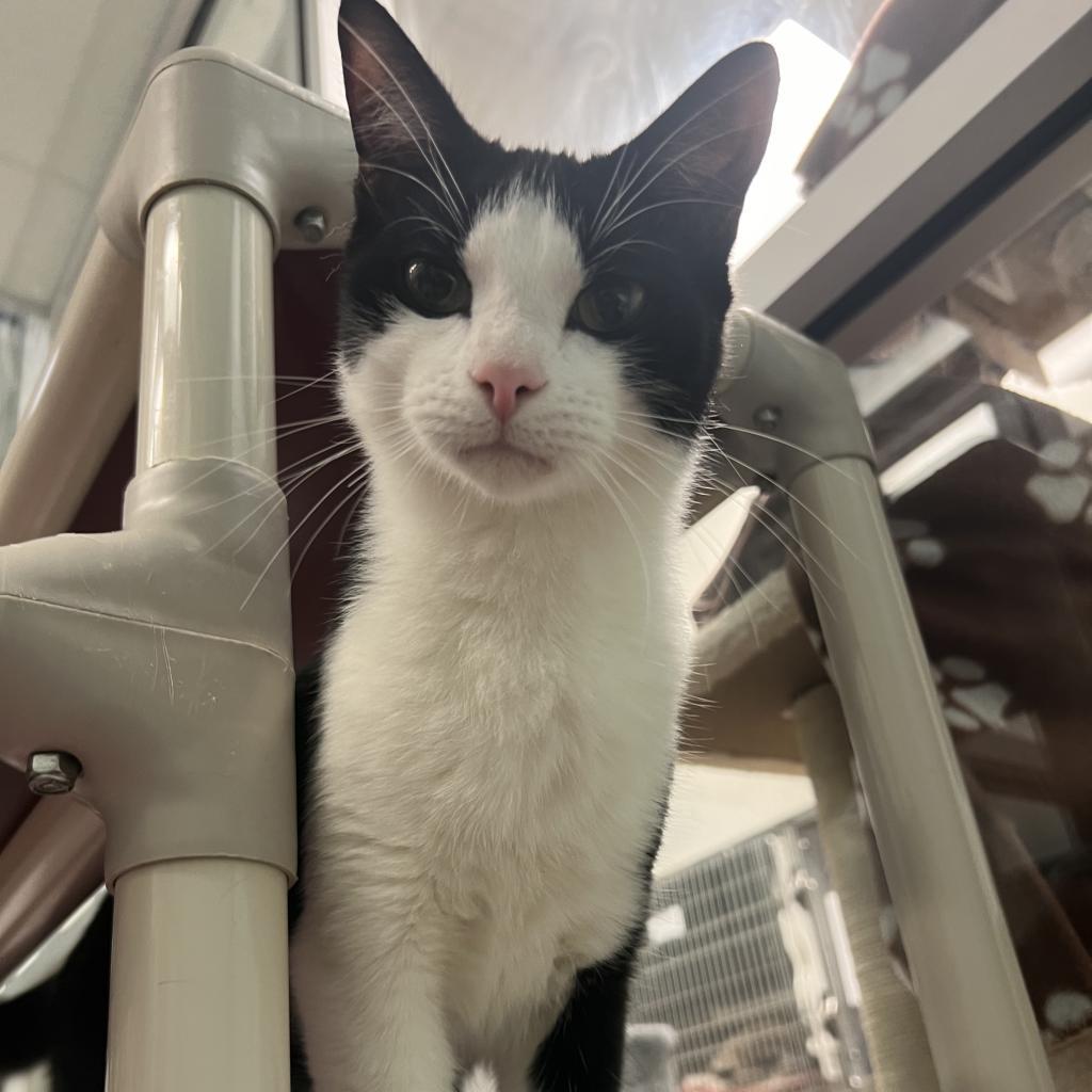 Bo, an adoptable Domestic Short Hair in Corpus Christi, TX, 78415 | Photo Image 2