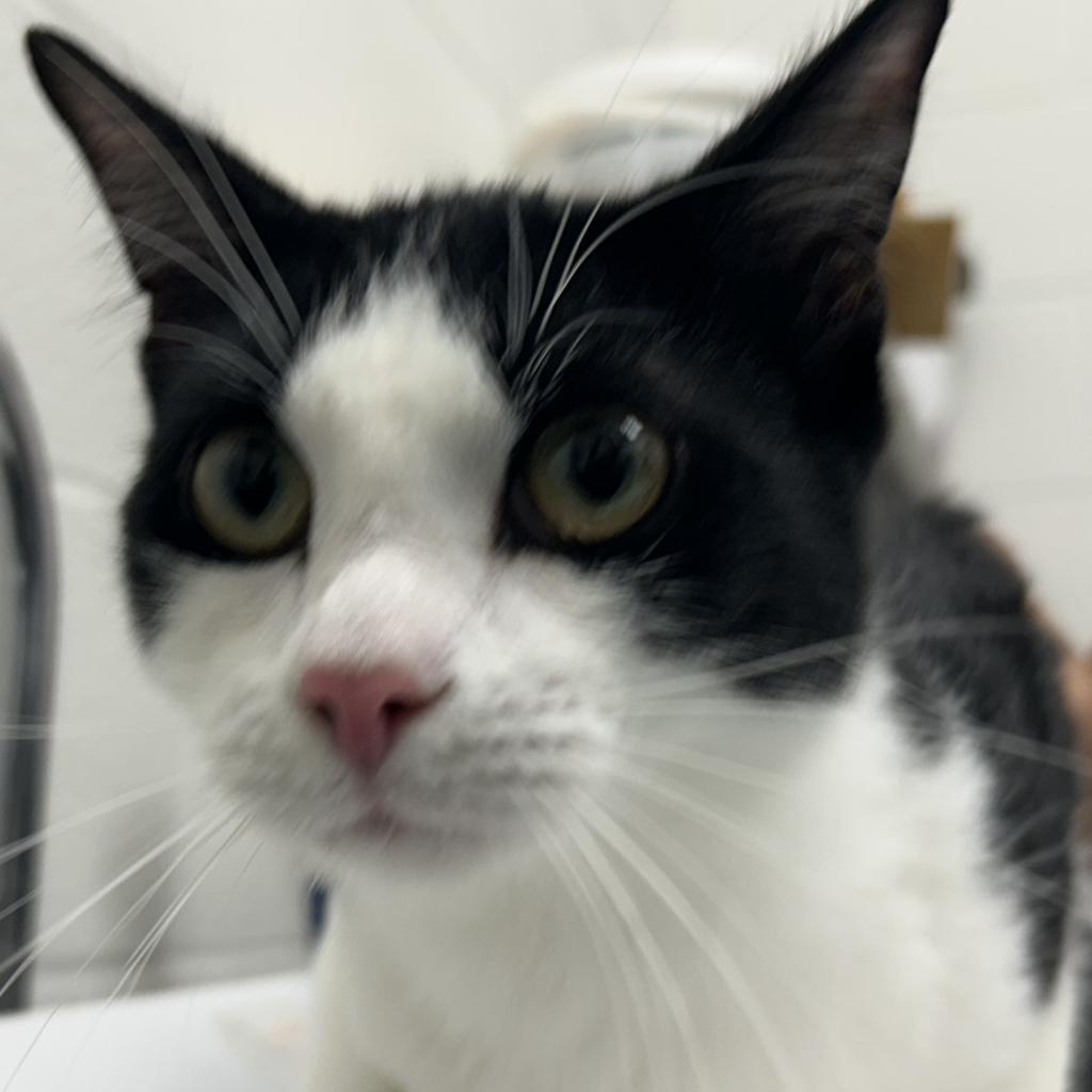 Bo, an adoptable Domestic Short Hair in Corpus Christi, TX, 78415 | Photo Image 3