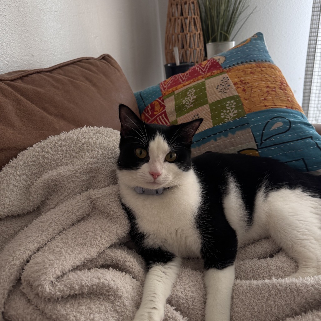 Bo, an adoptable Domestic Short Hair in Corpus Christi, TX, 78415 | Photo Image 4