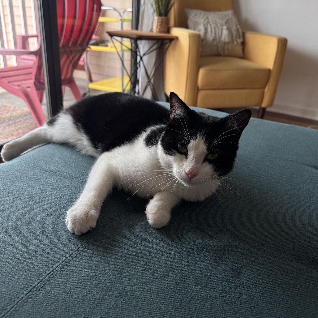 Bo, an adoptable Domestic Short Hair in Corpus Christi, TX, 78415 | Photo Image 5