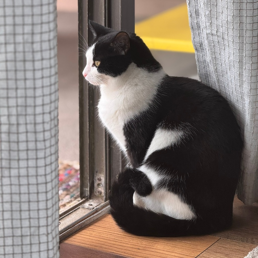 Cami, an adoptable Domestic Short Hair in Corpus Christi, TX, 78415 | Photo Image 1