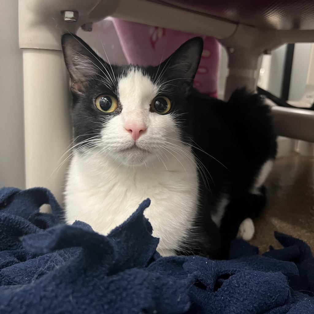 Cami, an adoptable Domestic Short Hair in Corpus Christi, TX, 78415 | Photo Image 2