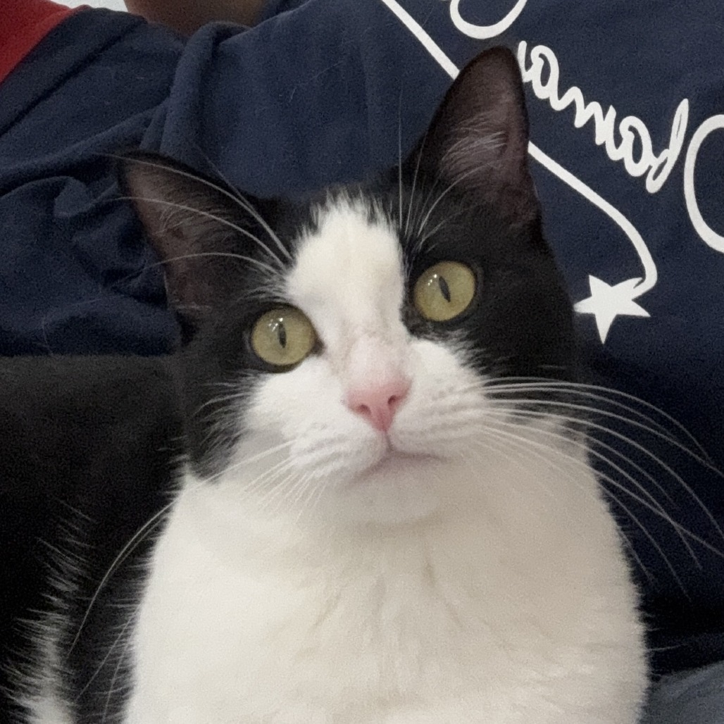 Cami, an adoptable Domestic Short Hair in Corpus Christi, TX, 78415 | Photo Image 6