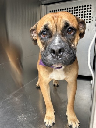 Melvin, an adoptable Bullmastiff, Mixed Breed in Fort Worth, TX, 76119 | Photo Image 1