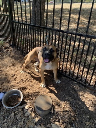 Melvin, an adoptable Bullmastiff, Mixed Breed in Fort Worth, TX, 76119 | Photo Image 2