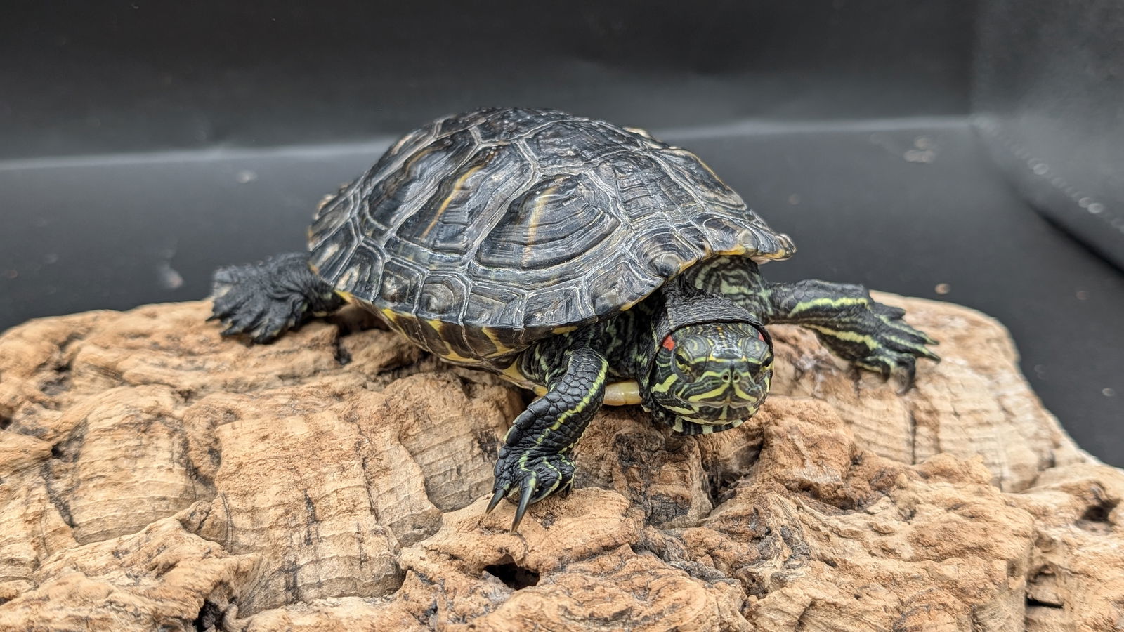 Tortu, an adoptable Mixed Breed in Pefferlaw, ON, L0E 1N0 | Photo Image 1