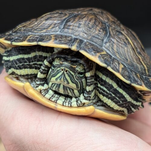 Petey, an adoptable Mixed Breed in Pefferlaw, ON, L0E 1N0 | Photo Image 2