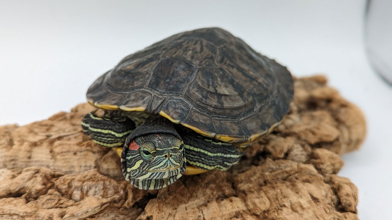 Shergar, an adoptable Mixed Breed in Pefferlaw, ON, L0E 1N0 | Photo Image 1