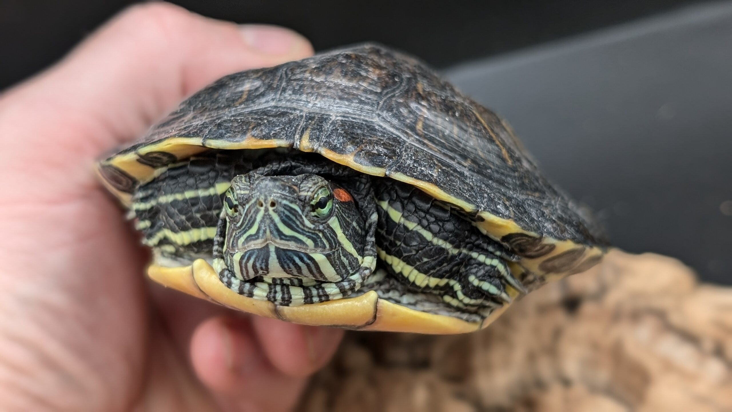 Reswan, an adoptable Mixed Breed in Pefferlaw, ON, L0E 1N0 | Photo Image 1