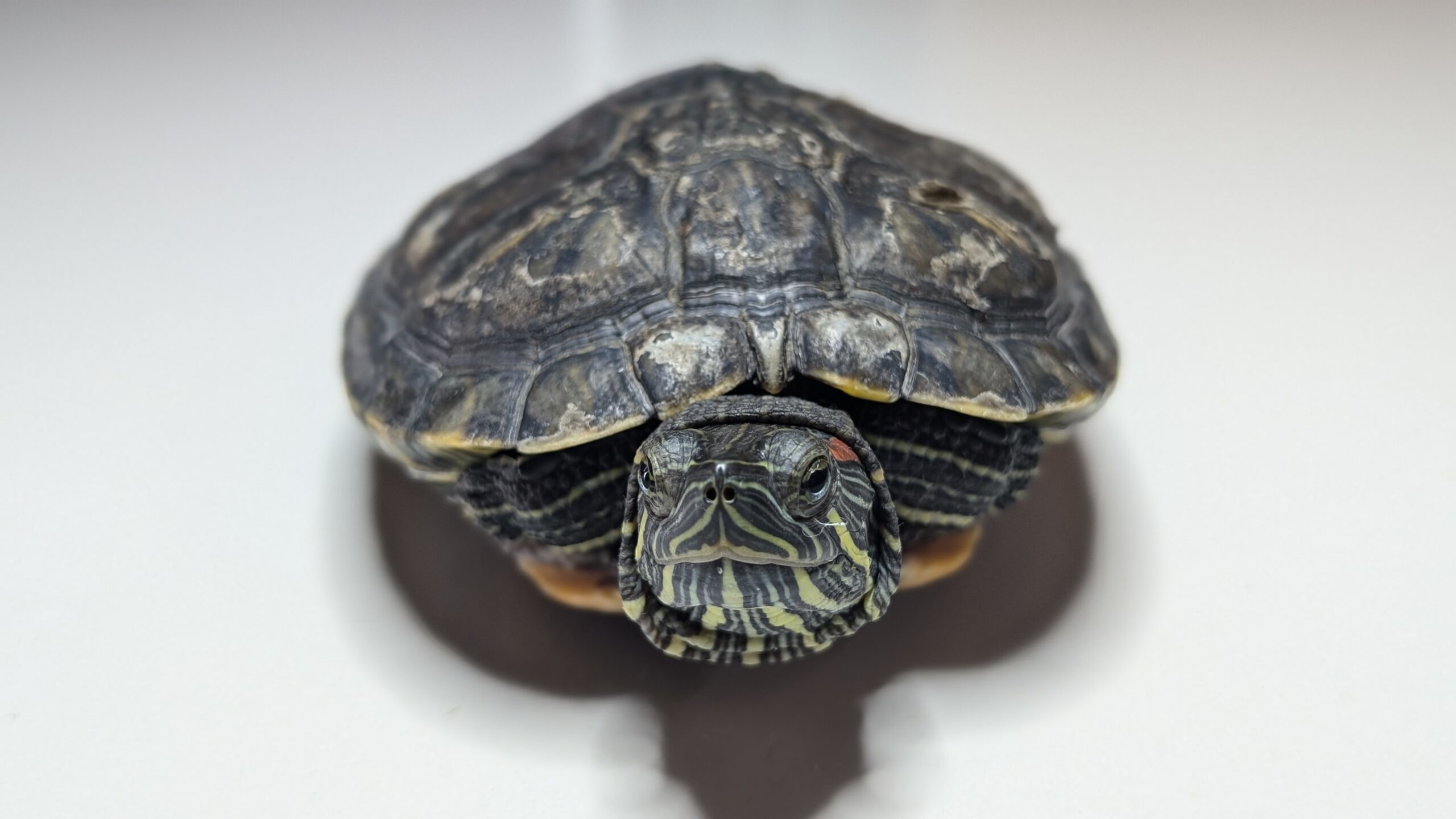 Betty, an adoptable Mixed Breed in Pefferlaw, ON, L0E 1N0 | Photo Image 1