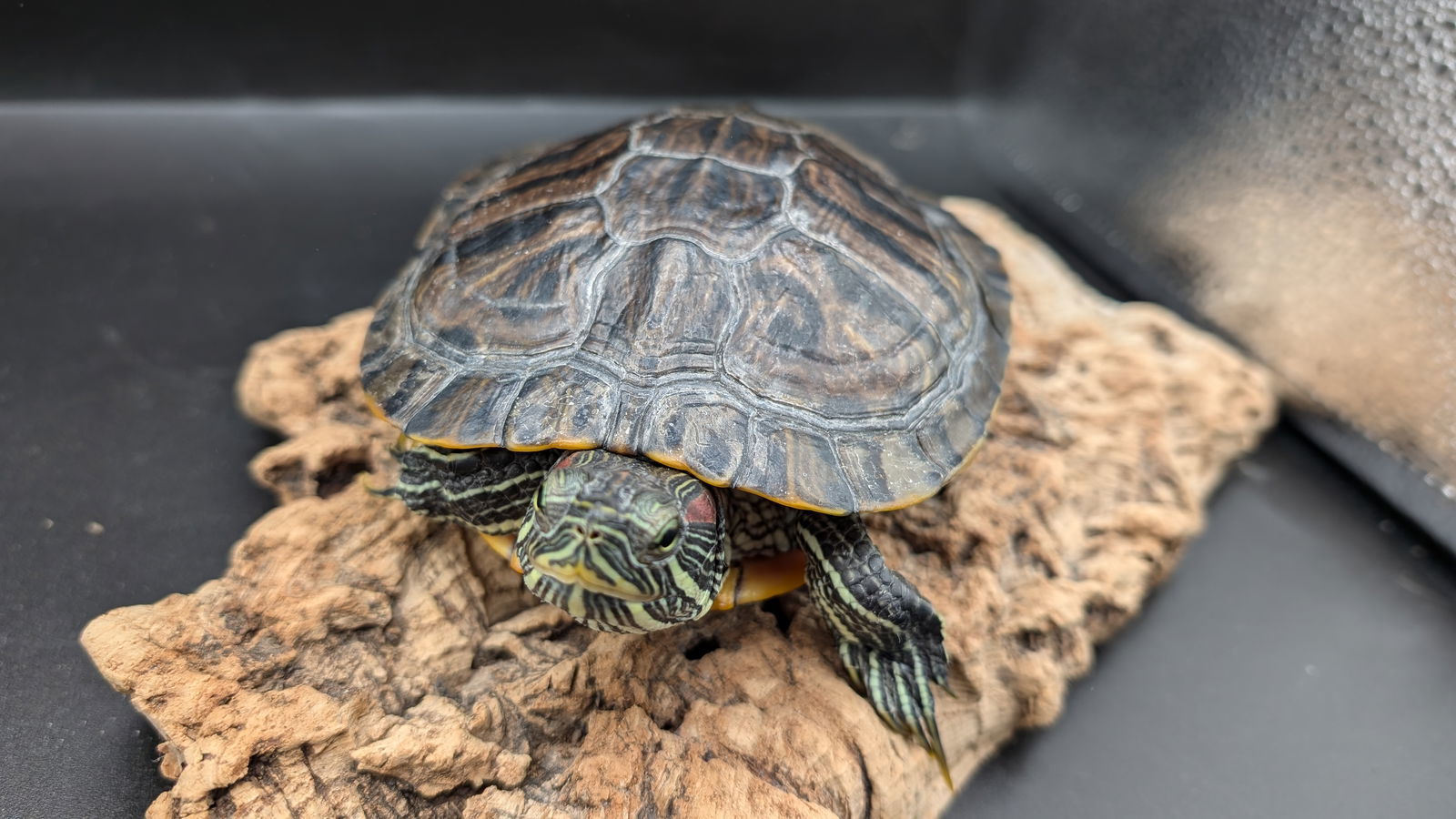 Buddy, an adoptable Mixed Breed in Pefferlaw, ON, L0E 1N0 | Photo Image 1