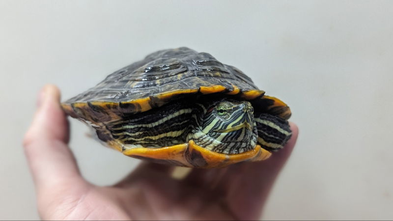Squirtle, an adoptable Mixed Breed in Pefferlaw, ON, L0E 1N0 | Photo Image 1