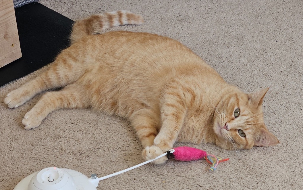 Nimporio, an adoptable Domestic Short Hair in Fort Lupton, CO, 80621 | Photo Image 1