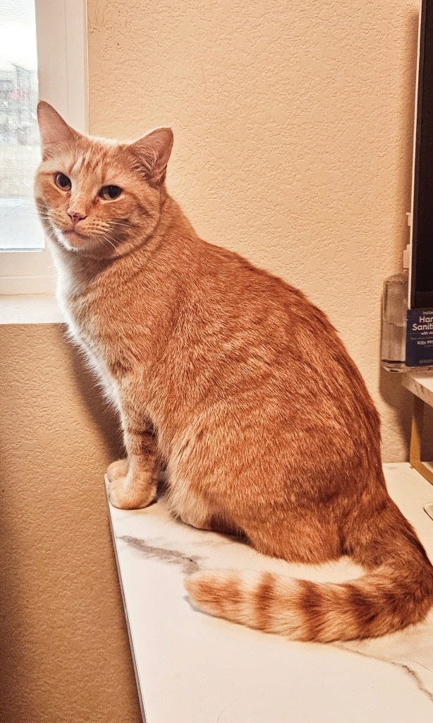 Nimporio, an adoptable Domestic Short Hair in Fort Lupton, CO, 80621 | Photo Image 1