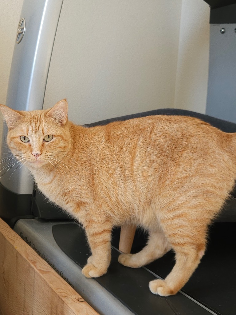 Nimporio, an adoptable Domestic Short Hair in Fort Lupton, CO, 80621 | Photo Image 2