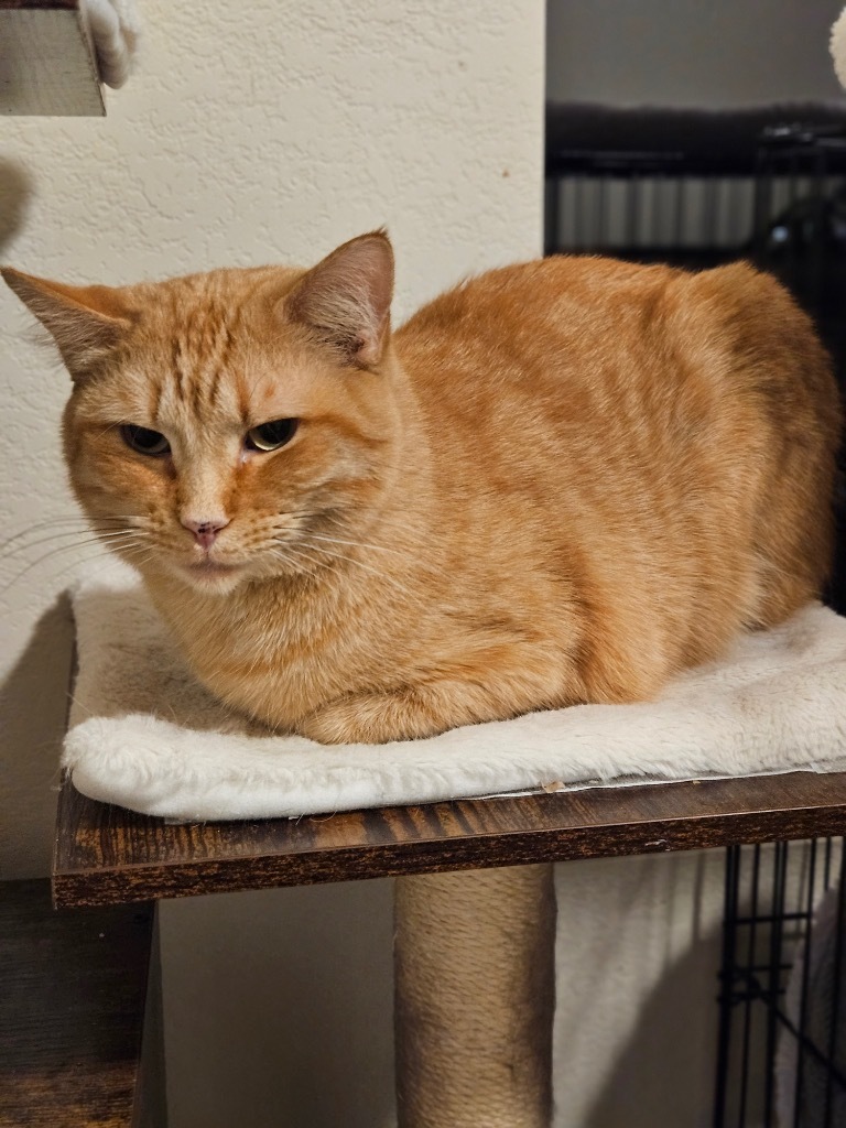 Nimporio, an adoptable Domestic Short Hair in Fort Lupton, CO, 80621 | Photo Image 3