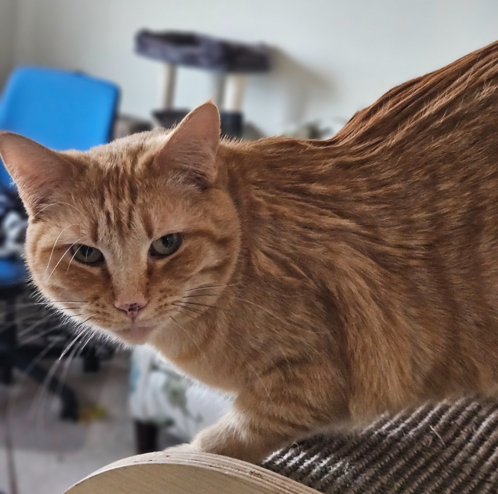Nimporio, an adoptable Domestic Short Hair in Fort Lupton, CO, 80621 | Photo Image 4