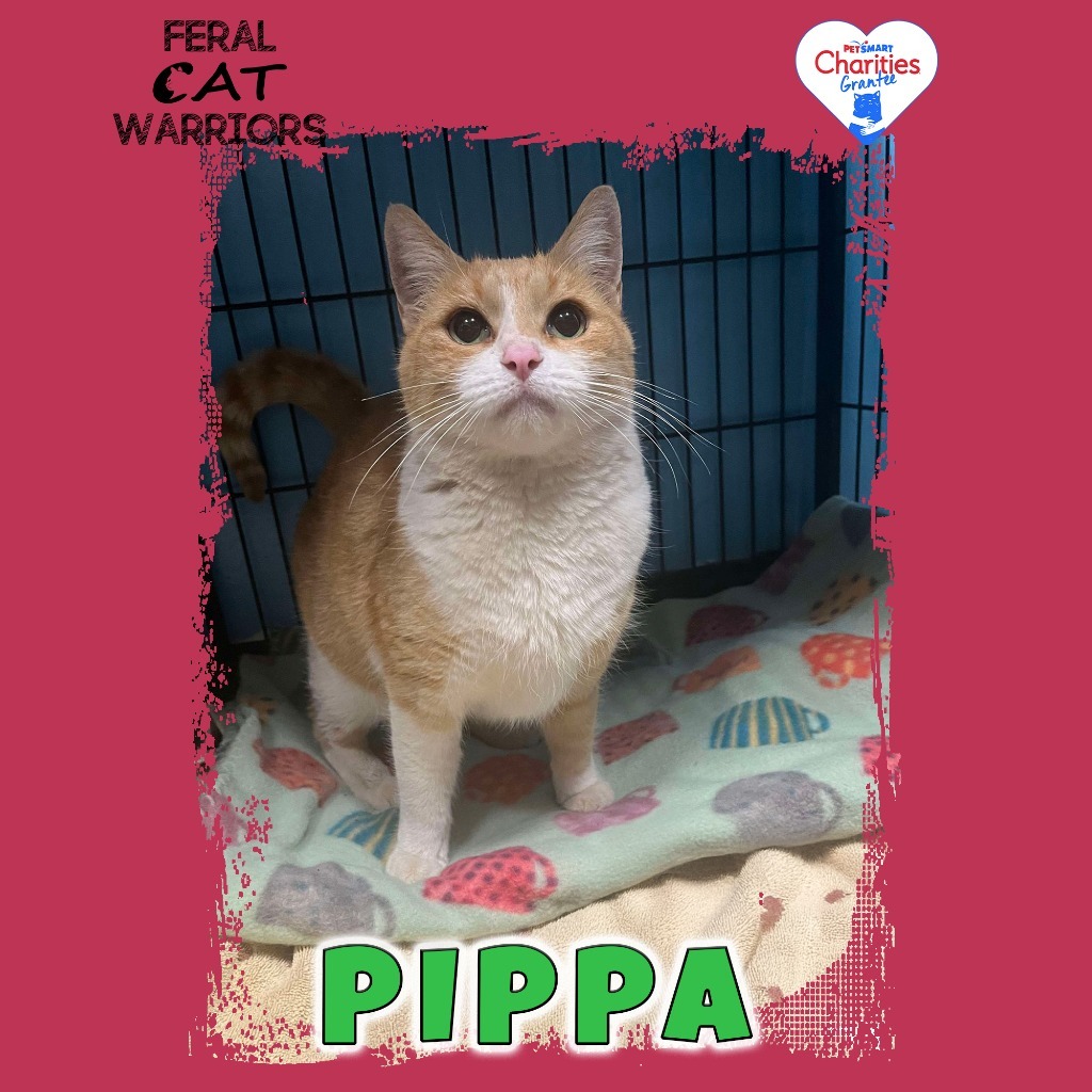 Pippa, an adoptable Domestic Short Hair in Kingman, AZ, 86401 | Photo Image 1