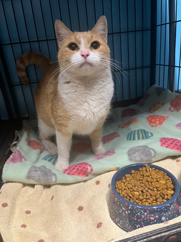 Pippa, an adoptable Domestic Short Hair in Kingman, AZ, 86401 | Photo Image 2