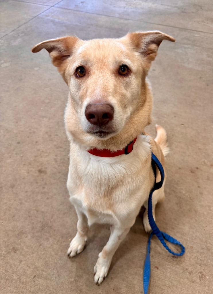 Patrick, an adoptable Shepherd, Mixed Breed in Gillette, WY, 82716 | Photo Image 1