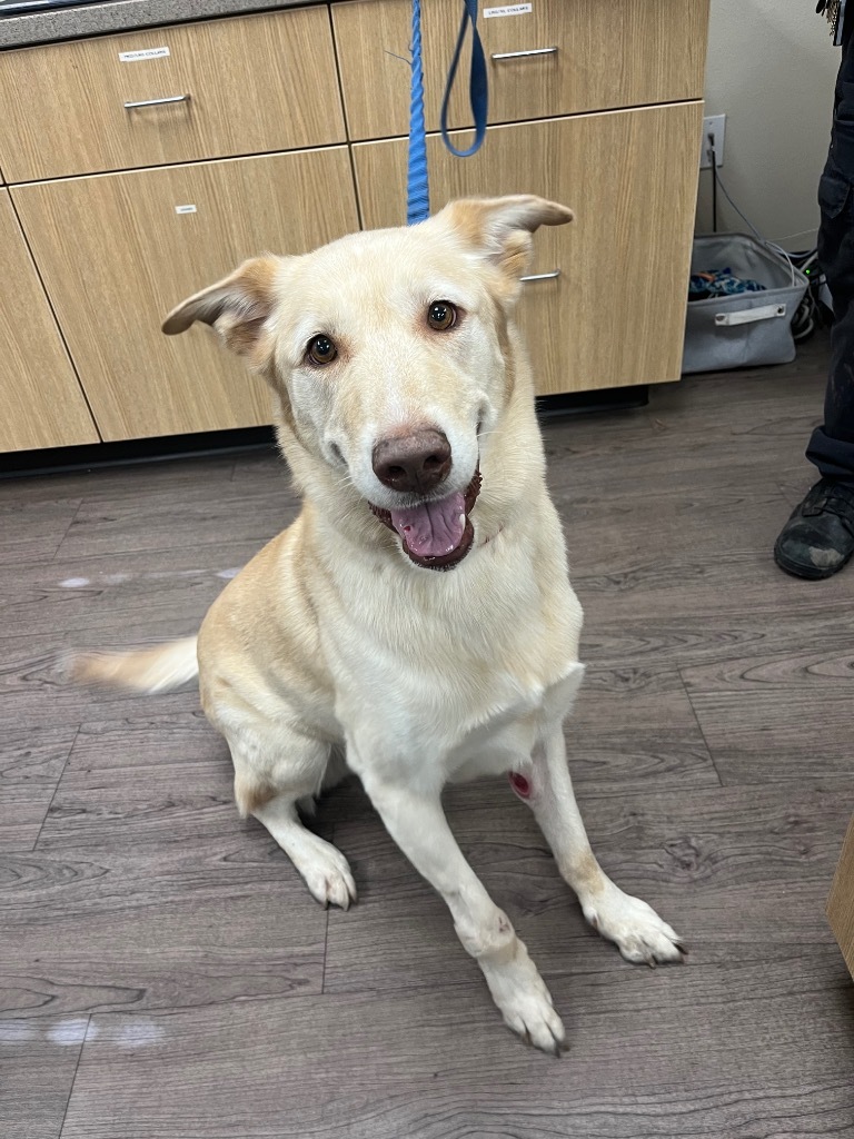 Patrick, an adoptable Shepherd, Mixed Breed in Gillette, WY, 82716 | Photo Image 2