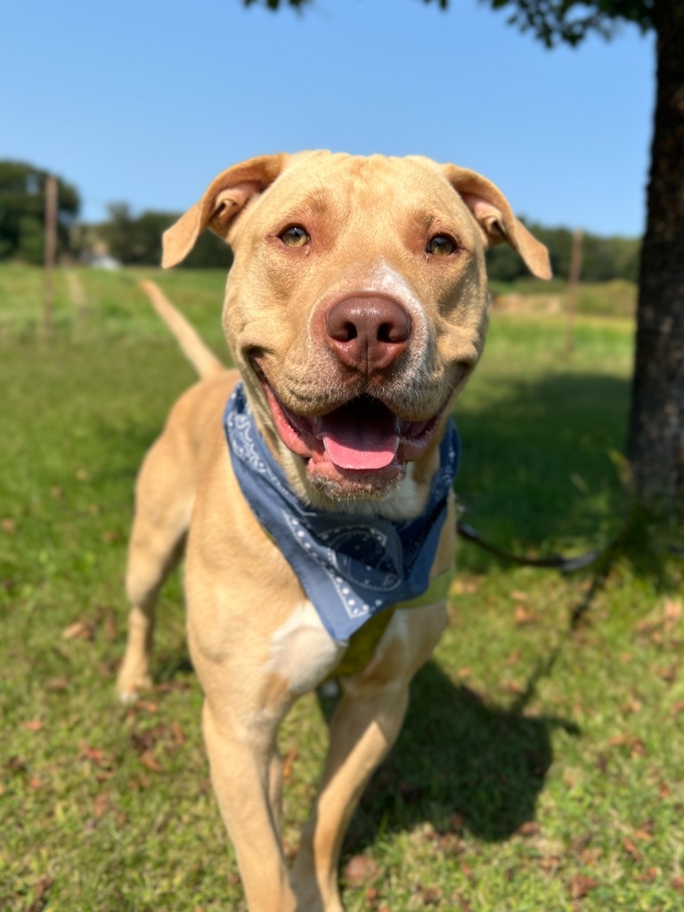 Jax, an adoptable Mixed Breed in Menomonie, WI, 54751 | Photo Image 1