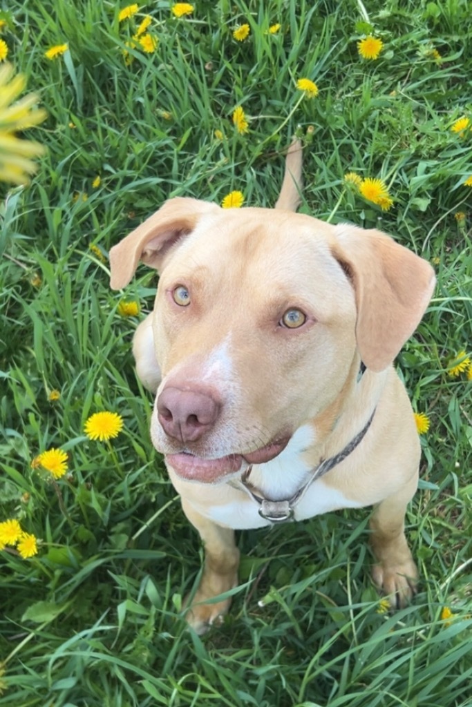 Jax, an adoptable Mixed Breed in Menomonie, WI, 54751 | Photo Image 1