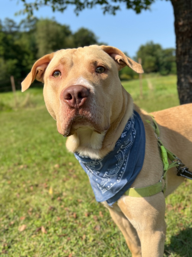 Jax, an adoptable Mixed Breed in Menomonie, WI, 54751 | Photo Image 2