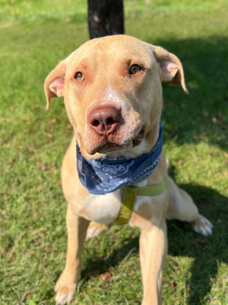 Jax, an adoptable Mixed Breed in Menomonie, WI, 54751 | Photo Image 3
