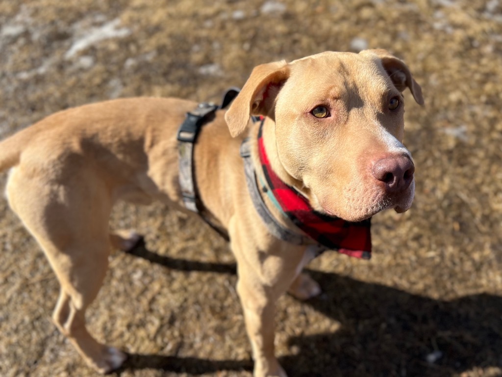 Jax, an adoptable Mixed Breed in Menomonie, WI, 54751 | Photo Image 4