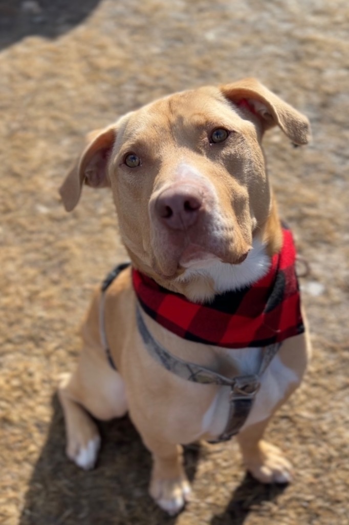 Jax, an adoptable Mixed Breed in Menomonie, WI, 54751 | Photo Image 5