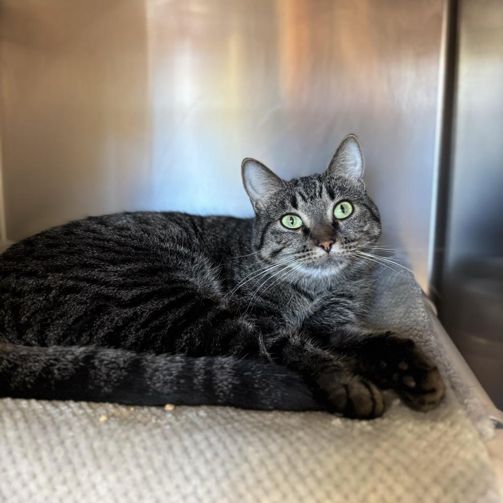 Julep--In Foster, an adoptable Domestic Short Hair in Fargo, ND, 58102 | Photo Image 1