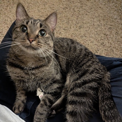 Julep--In Foster, an adoptable Domestic Short Hair in Fargo, ND, 58102 | Photo Image 2