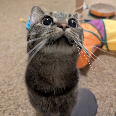 Julep--In Foster, an adoptable Domestic Short Hair in Fargo, ND, 58102 | Photo Image 3