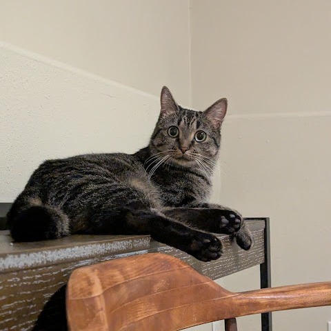 Julep--In Foster, an adoptable Domestic Short Hair in Fargo, ND, 58102 | Photo Image 5