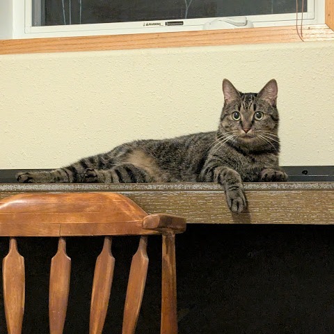 Julep--In Foster, an adoptable Domestic Short Hair in Fargo, ND, 58102 | Photo Image 6