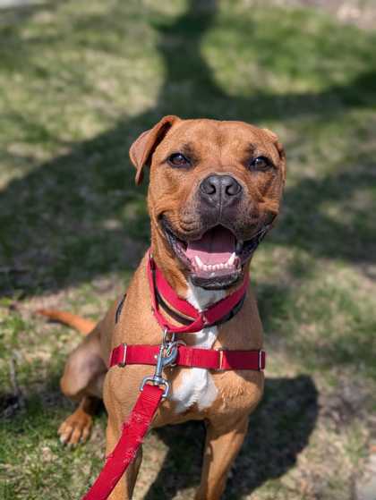 Mr. Pickles Photo
