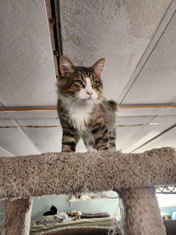 The 23 - Doris- Adult- Q, an adoptable Tabby in Page, AZ, 86040 | Photo Image 1