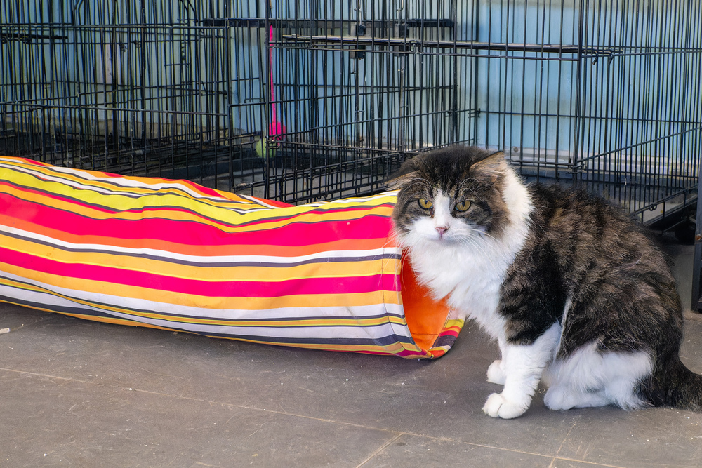 The 23 - Doris- Adult-Mer, an adoptable Tabby in Page, AZ, 86040 | Photo Image 1